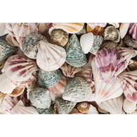 ZART SEA SHELLS 1KG Pack of 1Kg